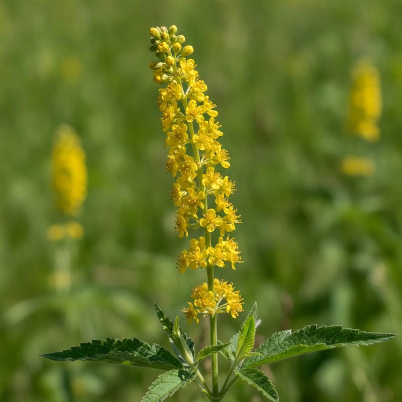 Agrimony flower — Bach flower remedy