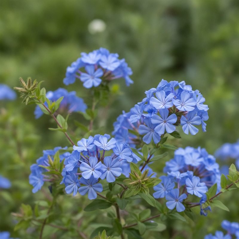 Cerato flower — Bach flower remedy