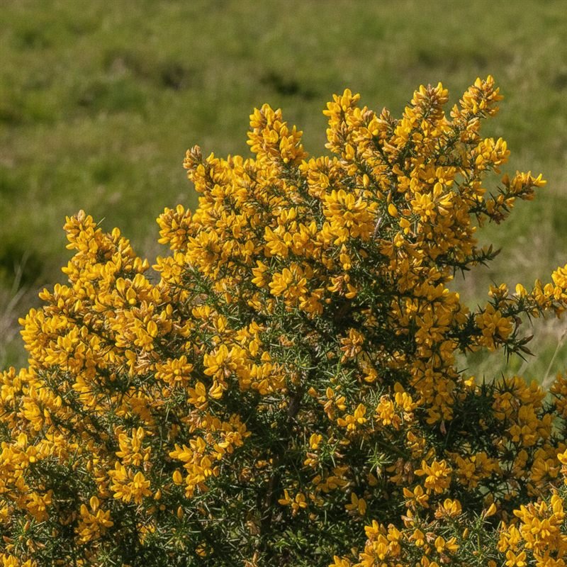 Gorse flower — Bach flower remedy