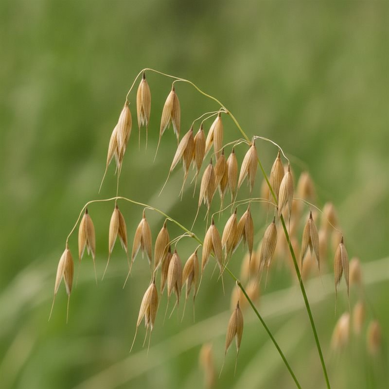 Wild Oat flower — Bach flower remedy
